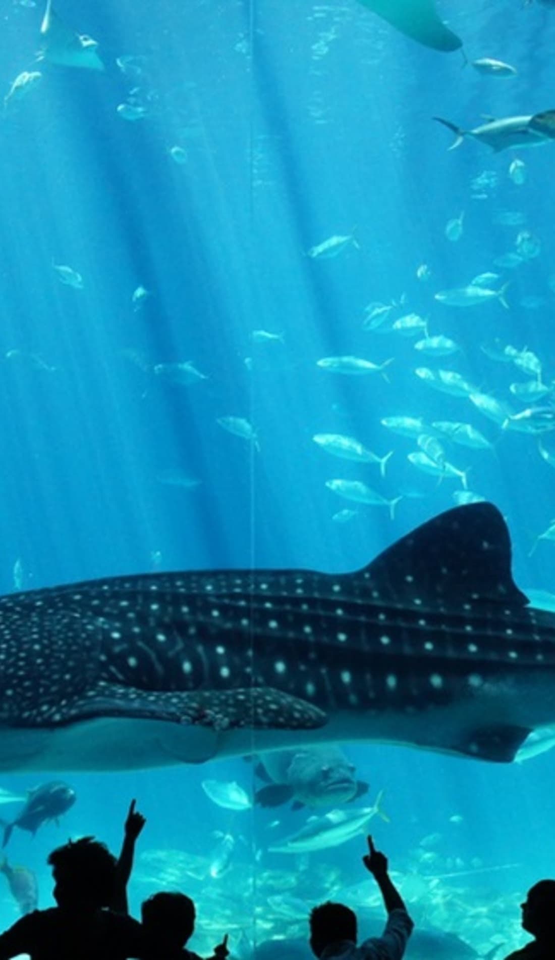 Aquarium Tickets, 2024 Showtimes & Locations SeatGeek