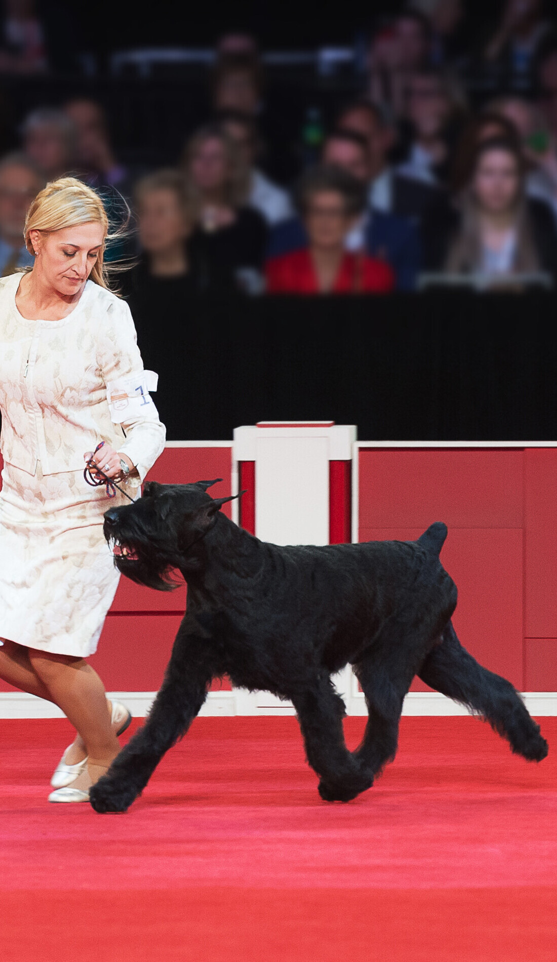 A American Kennel Club live event