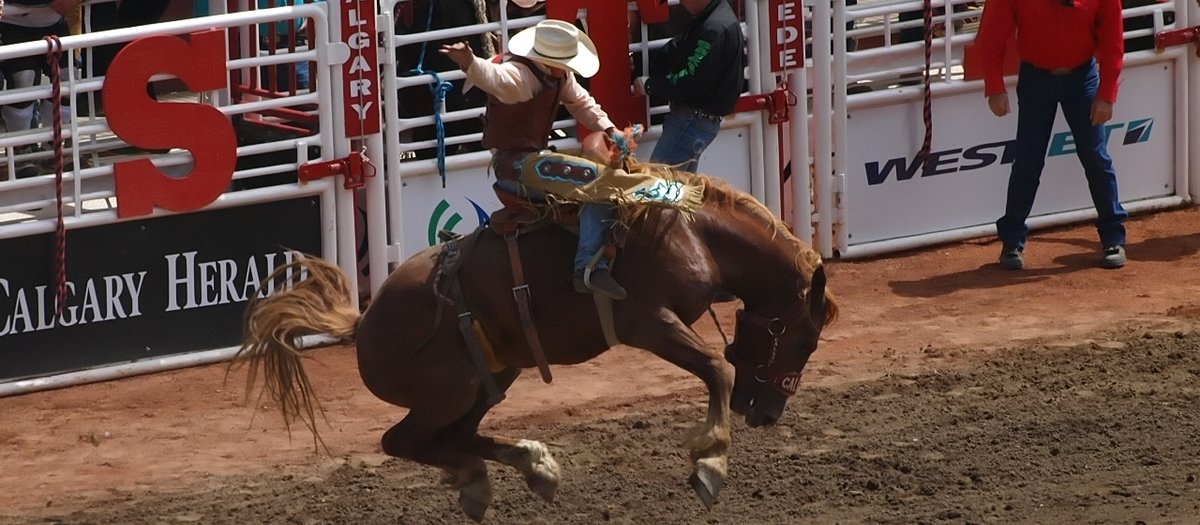 calgary stampede rodeo