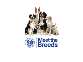 AKC Meet the Breeds Tampa