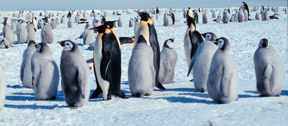 Mr Poppers Penguins Tickets