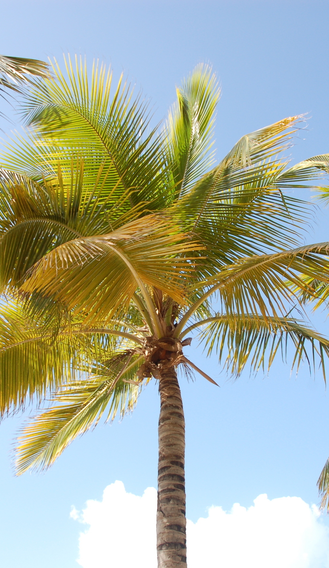 A San Diego County Fair Summer Concert Series live event