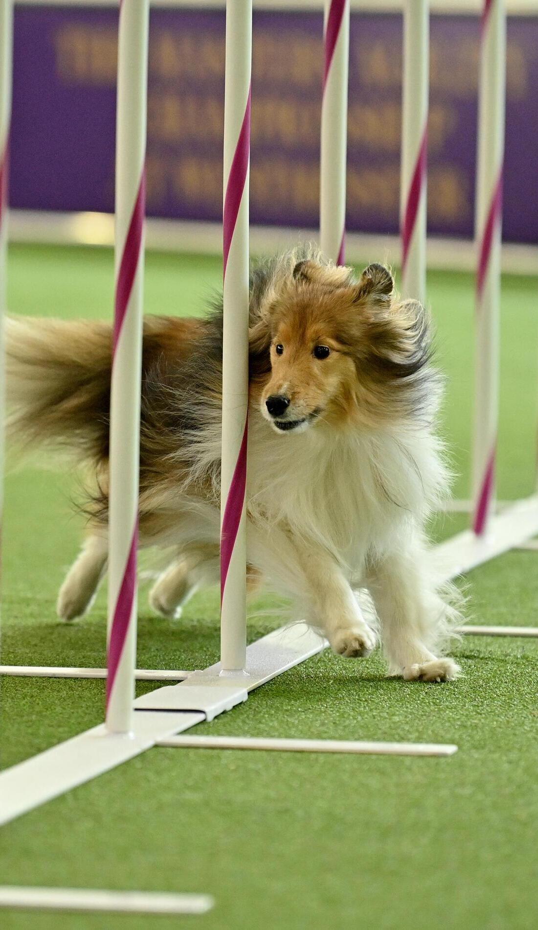 A Westminster Kennel Club Dog Show live event