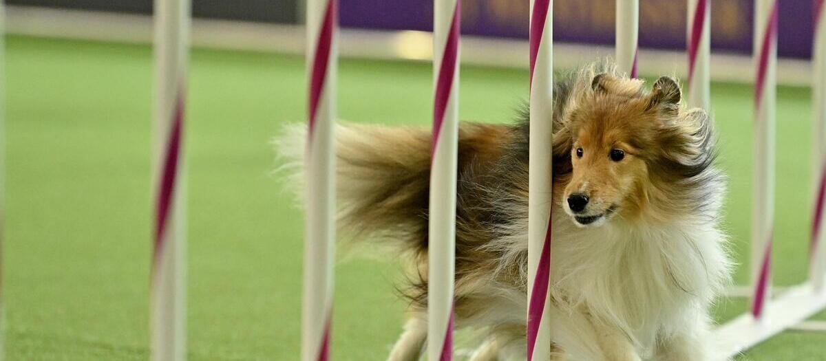 Westminster Kennel Club Dog Show Parking Passes